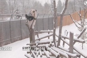 Ученые выяснили, почему панды многие годы были вымирающим видом