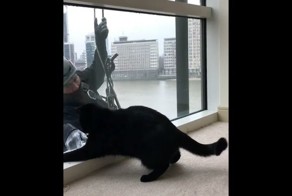 Кот, который действительно наслаждается мытьем окон
