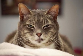 Коварные кошки