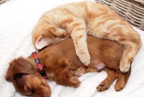 Коты, которые по уши втрескались в собак