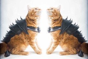 Боевые доспехи для кота своими руками