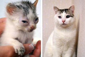 История Фантика