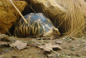 10-ка долгожителей планеты Земля