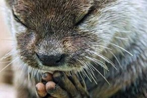 Живой и добрый Мир