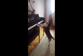 Музыкальный пес играет на пианино и поет