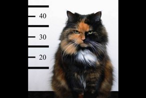 Приколы с котами!