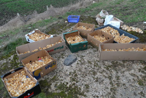 Кто-то выбросил в поле 1000 едва вылупившихся цыплят и оставил их там умирать