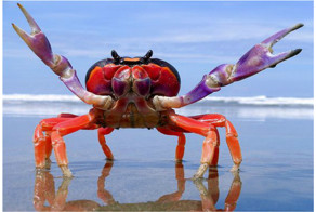 Краб, расскажем без прикрас, устрашающ и рукаст