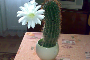 У меня зацвел кактус