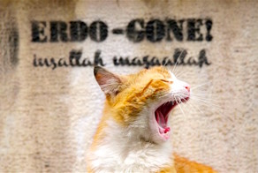 КОТстантинополь