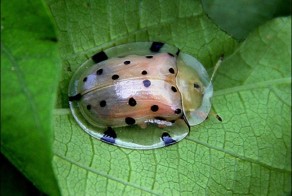 Прозрачные животные, в существование которых сложно поверить