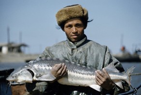 Добыча чёрной икры в Астрахани в 1960-м году