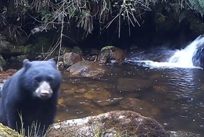 Мама, она и у медведей - мама!