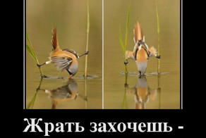 Подборка демотиваторов, которые поднимут вам настроение