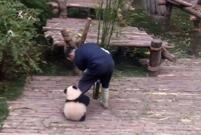 Панда, которая обожает обнимашки мешает работнику центра разведения панд убираться в вольере