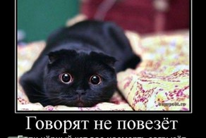 Домотиваторы на тему коты