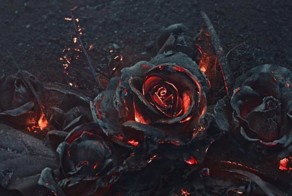 Фотограф сжигает розы ради завораживающих снимков