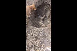 Собака хоронит своего погибшего брата
