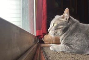 Кот выражает своё недовольство  назойливыми птицами самым очаровательным образом