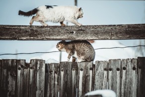Очень колоритные уличные коты. Часть 3: спецвыпуск в честь Дня кошек в России