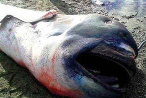 15 таинственных существ, выброшенных из океана на берег