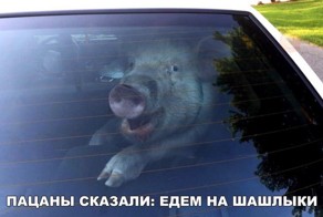 Немного прикольных картинок