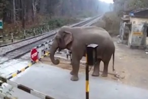 Сообразительный слон продемонстрировал мастерство преодоления шлагбаумов
