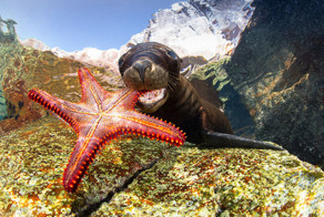 Самые впечатляющие работы конкурса подводной фотографии Underwater Photographer of the Year 2017