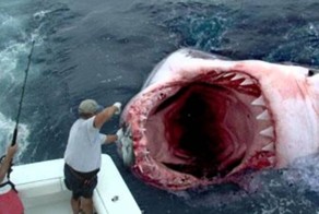 Жажда крови: 15 страшных нападений акул, снятых на камеру