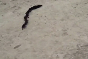 Мыши ходят строем