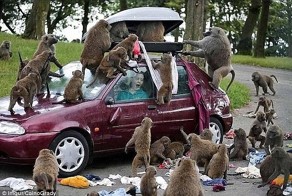 Вы подошли слишком близко: забавные встречи любознательных животных с туристами