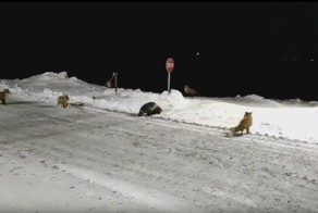 Как в Якутии рабочие лис и росомаху кормили