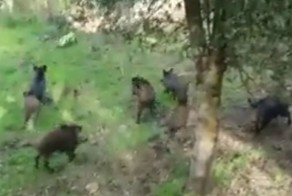 Озверевшие пятачки или прогулка по лесу пошла не по плану