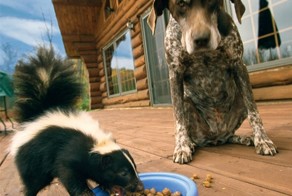 Немного забавных картинок