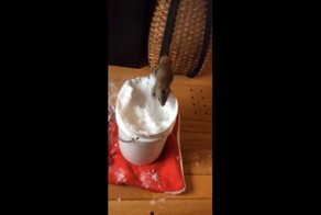 Реакция  бельчонка на первый в его жизни снег