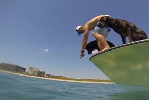 Шарик,фас! Талантливая собака ныряет и ловит лобстеров