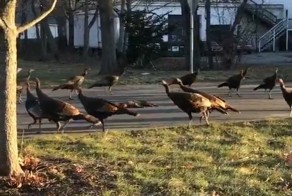 Индейки устроили таинственный ритуал вокруг мертвого кота