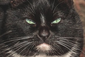 Глубокие портреты бездомных кошек Вильнюса