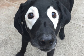 Не хватило краски: так выглядят животные, страдающие нарушением пигментации