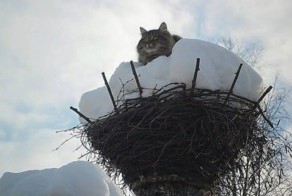 Весна пришла — коты прилетели!