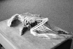 Самые неожиданные находки на чердаках