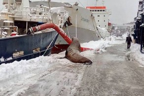 На Камчатке моряки подкормили голодного тюленя
