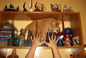 Коты попавшие в непростую жизненную ситуацию