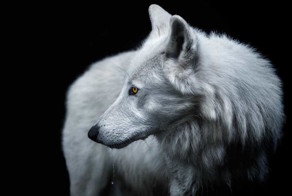 Лучшие снимки финалистов Smithsonian Photo Contest'2016