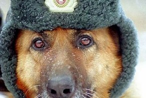 Служебные собаки