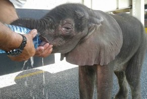 Мир не без добрых людей: дальнобойщик спас умирающего от жажды слоненка