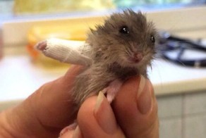 Маленькие животные, которым пришлось наложить гипс