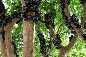 Жаботикаба – дерево, плоды которого растут прямо из ствола