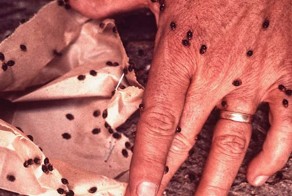 15 обитателей наших жилищ, готовых нас прикончить