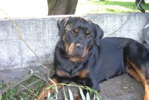 Собака спасла жизнь хозяину, открыв дверь врачам